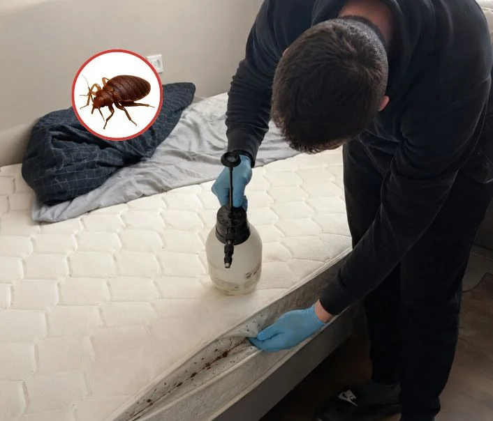 Technicien traitant un matelas contre les punaises de lit à Égreville